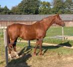 Poulinière origines dressage