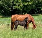 Poulinière origines dressage