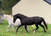 Poulinière origines dressage