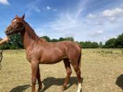 Poulinière origines dressage