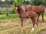 Poulinière origines dressage