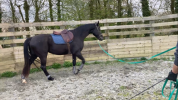Poulinière origines dressage