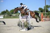 Cheval de sport 5 ans