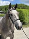 Hongre SF 3 ans par Cabachon