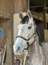 Hongre SF 3 ans par Cabachon