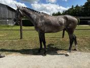 Hongre SF 3 ans par Cabachon
