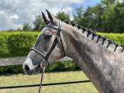 Hongre SF 3 ans par Cabachon