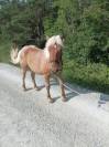 Poulain comtois