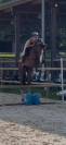 Cheval de sport 