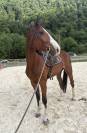 Cheval de sport 