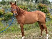 Jument CSO par Rock n Roll Semilly