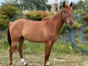 Jument CSO par Rock n Roll Semilly