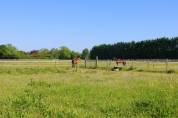 Ecurie mixte sport/courses/loisirs SAINT JEAN D'ANGELY