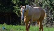 Oscar Poulain Palomino