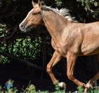 Oscar Poulain Palomino