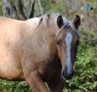 Oscar Poulain Palomino