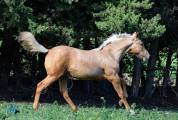 Oscar Poulain Palomino