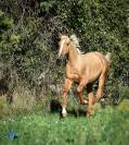 Oscar Poulain Palomino