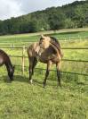 Tres belle jument 2ans