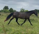 Hongre Akhal Teke