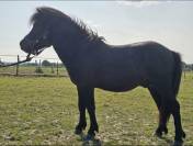 Poney PP shetland 
