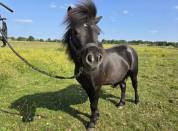 Poney PP shetland 