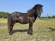 Poney PP shetland 