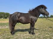 Poney PP shetland 