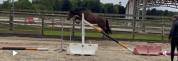 Poney 2 ans 