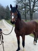 Poney 2 ans 
