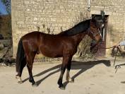 Poney 2 ans 