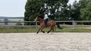 Super cheval pour se faire plaisir!