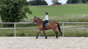 Super cheval pour se faire plaisir!