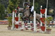 Ruin Franse rijpony PFS Te koop 2011 Appaloosa ,  FLIPPER D'ELLE