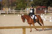 Hongre trotteur 14 ans