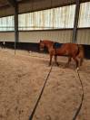 Hongre trotteur 14 ans