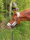 Hongre trotteur 14 ans