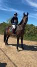Jument de sport 