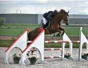 Vends hongre 12 ans par Kannan