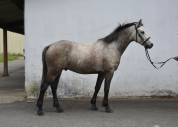 Sublime poney connemara de 5 ans