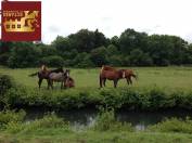 Haras sur 56 hectares à vendre proche Montreuil l'Argillé (27)