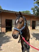 Hongre Cruzado bai 9 ans