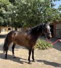 Hongre Cruzado bai 9 ans