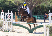Hongre Cruzado bai 9 ans