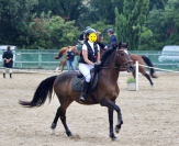 Hongre Cruzado bai 9 ans