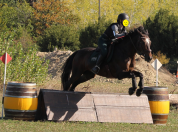 Hongre Cruzado bai 9 ans
