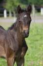 Poney PFS de sport origine allemande 