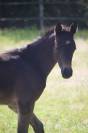 Poney PFS de sport origine allemande 