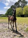 Poney PFS de sport origine allemande 