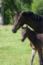 Poney PFS de sport origine allemande 